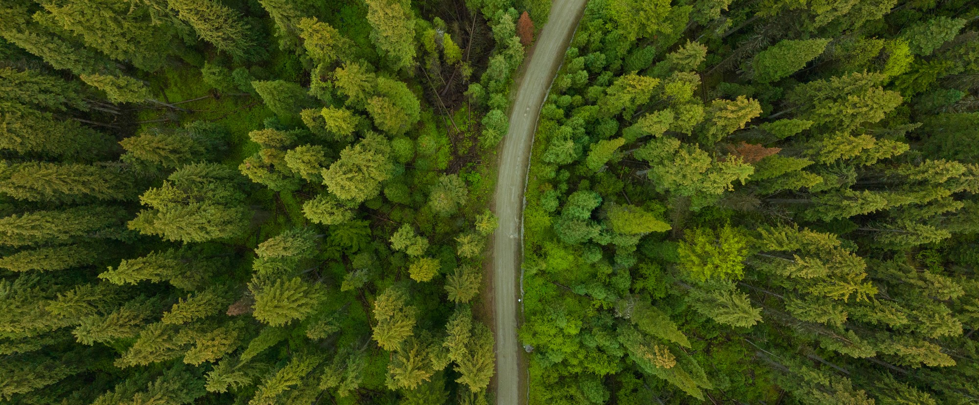 Aerial shot of trees and a road